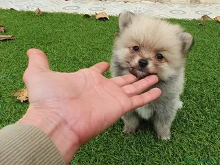 Pomerania perros Pomeranias Mini Preciosos - Anuncio 1