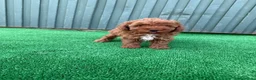 Caniche Toy perros en venta: caniche toy  - Anuncio 1