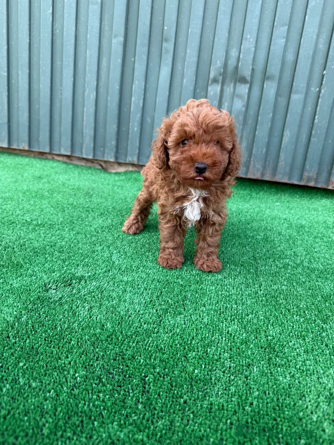 Caniche Toy perros en venta: caniche toy  - Anuncio 1