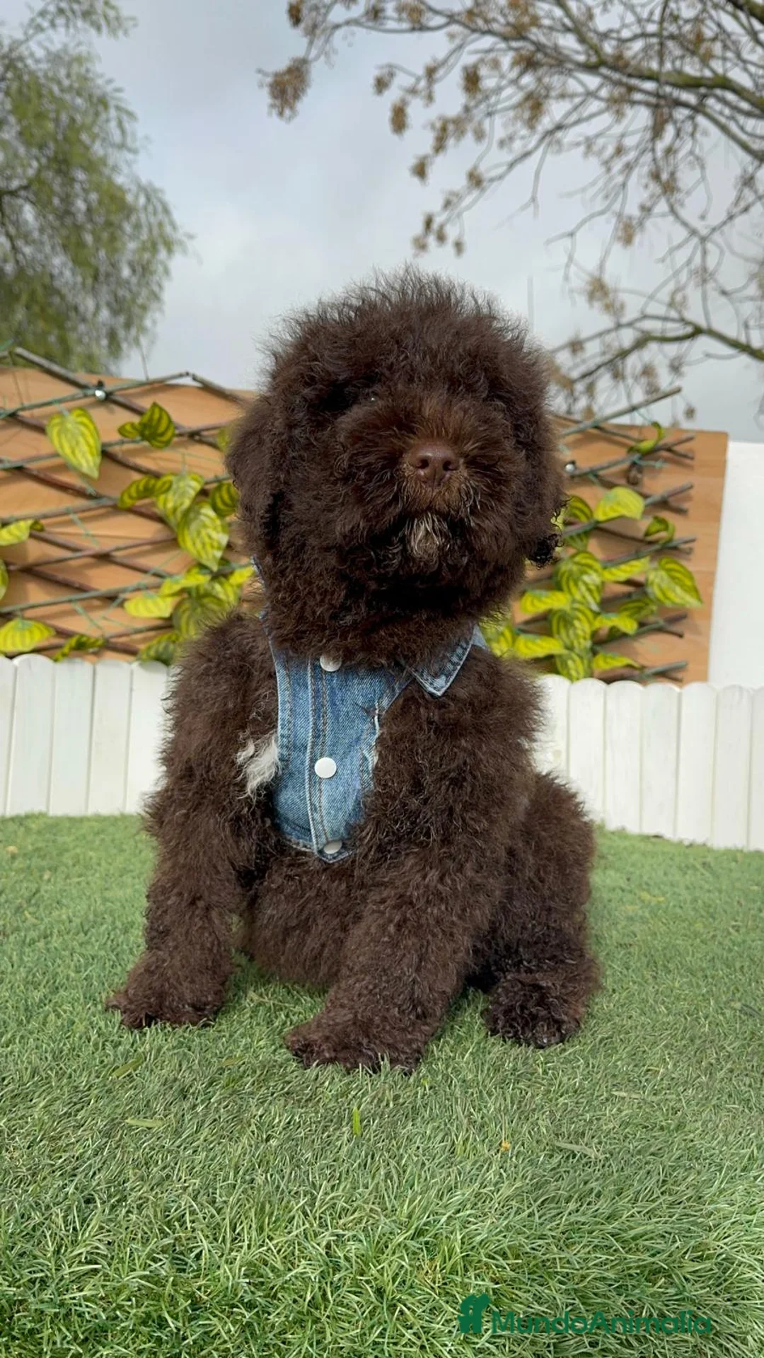 Perro de Agua Español perros en venta: PERRO DE AGUA ESPAÑOL - Anuncio 13