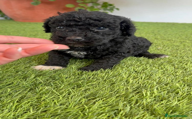 Perro de Agua Español perros - Anuncio 4