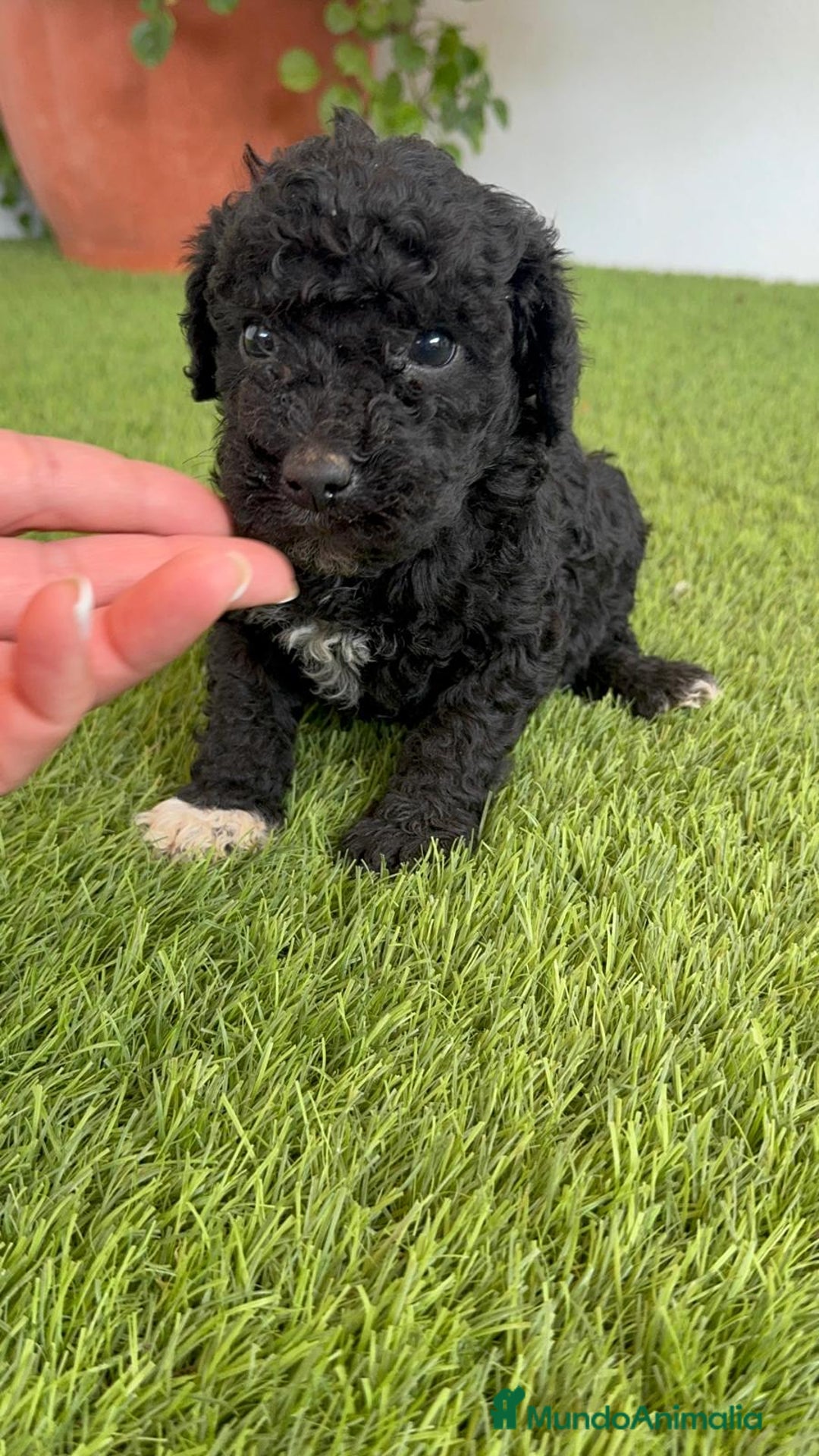 Perro de Agua Español perros en venta: PERRO DE AGUA ESPAÑOL HEMBRA - Imagen 1
