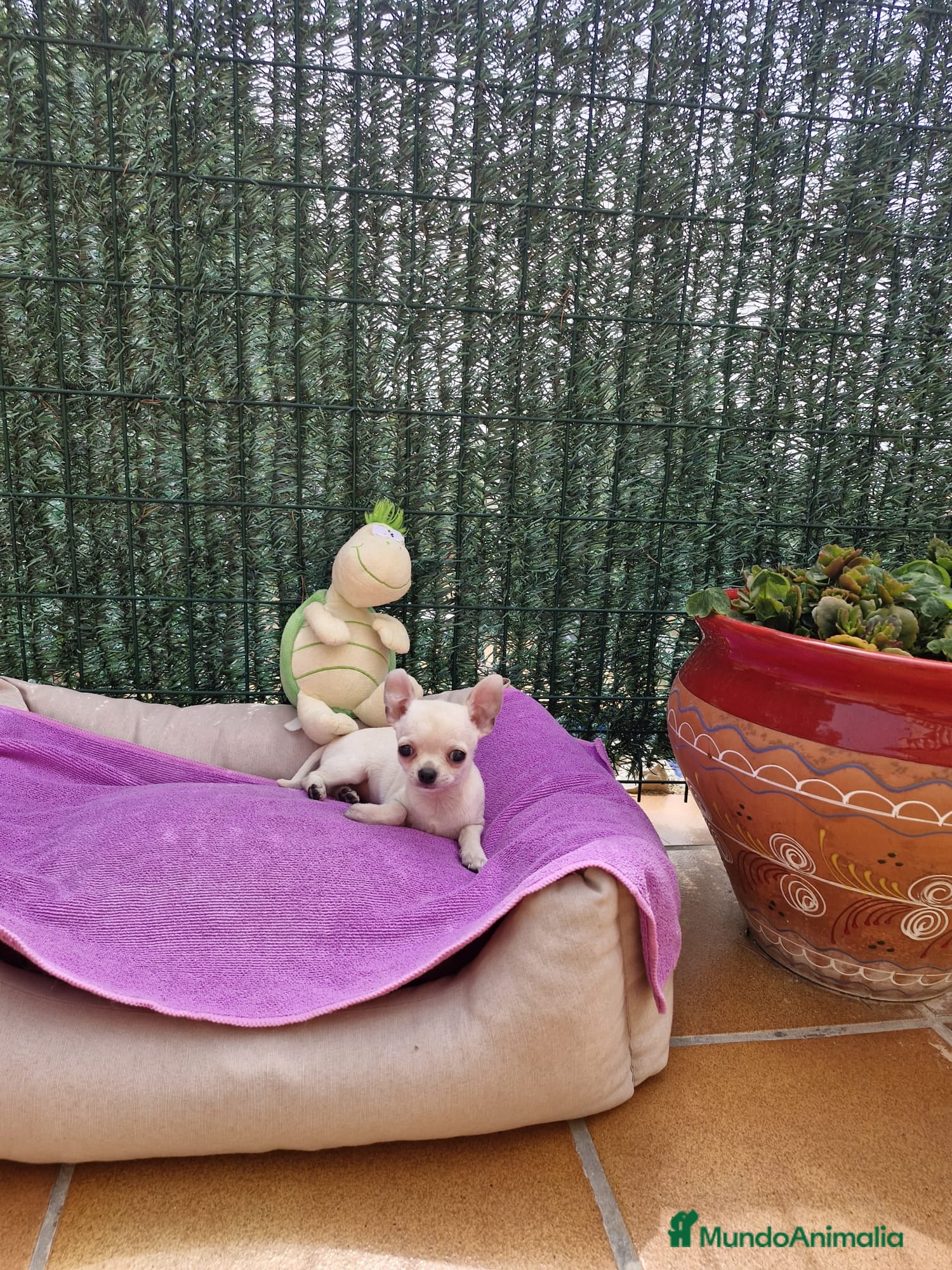 Chihuahua perros Chihuahuas miniaturas en Barcelona - Anuncio 2