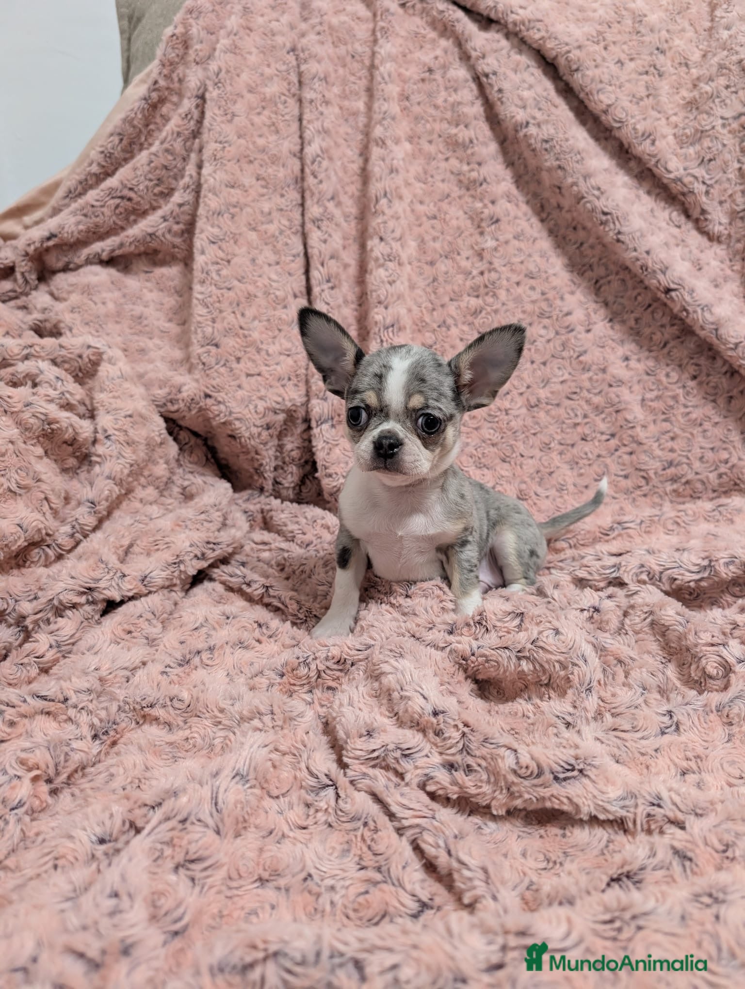 Chihuahua perros Chihuahua calidad show  - Anuncio 1