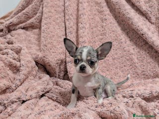 Chihuahua perros Chihuahua calidad show - Anuncio 1