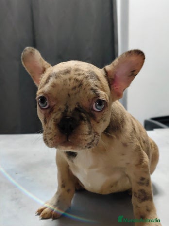 Bulldog Francés perros - Anuncio 1
