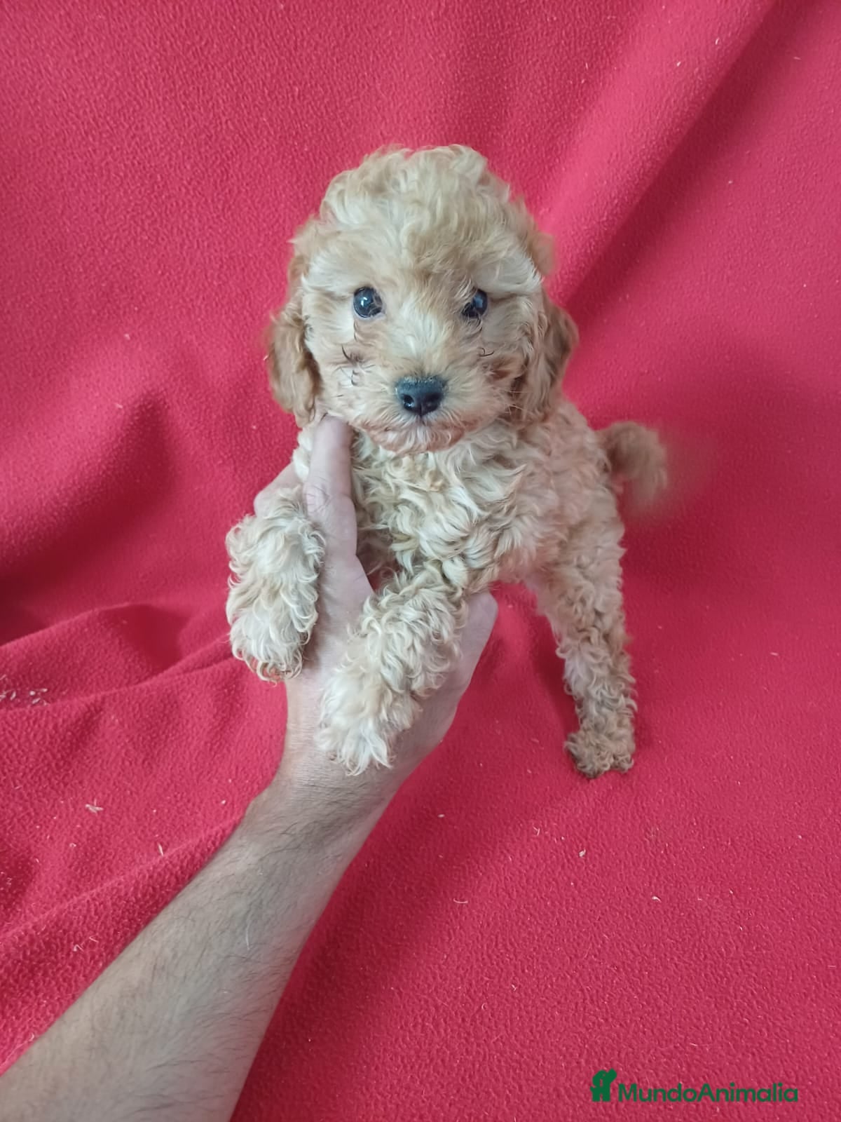 Caniche Enano perros Caniche Enano  - Anuncio 1