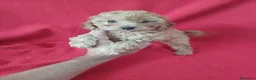 Caniche Enano perros en venta: Caniche Enano  - Anuncio 1