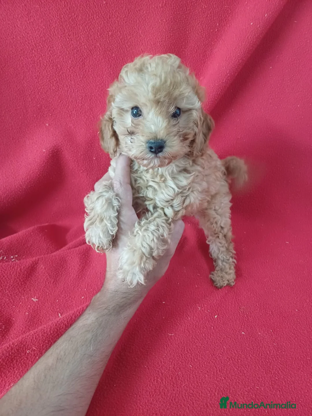 Caniche Enano perros en venta: Caniche Enano  - Anuncio 1