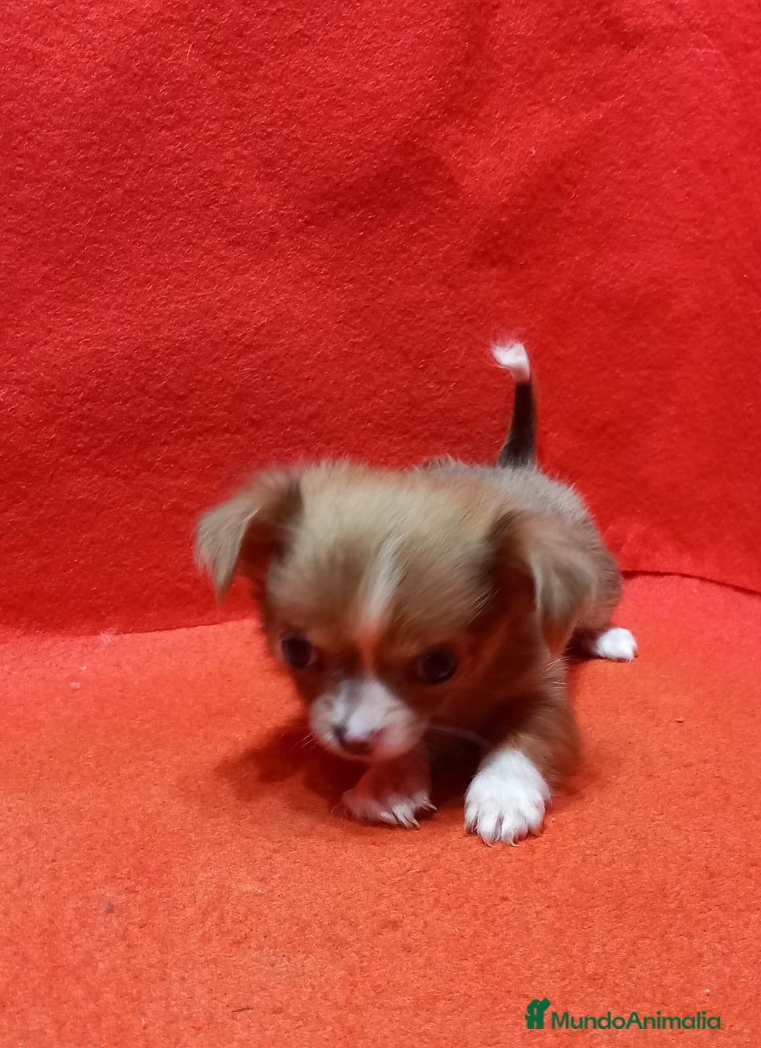 Chihuahua perros en venta: Chihuahua Toy hembra pelo largo  - Anuncio 2