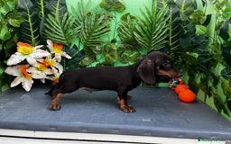 Teckel Miniatura perros en venta: 🐶🌭 ¡Cachorros Teckel en busca de hogar! 🐶🌭 - Imagen 4