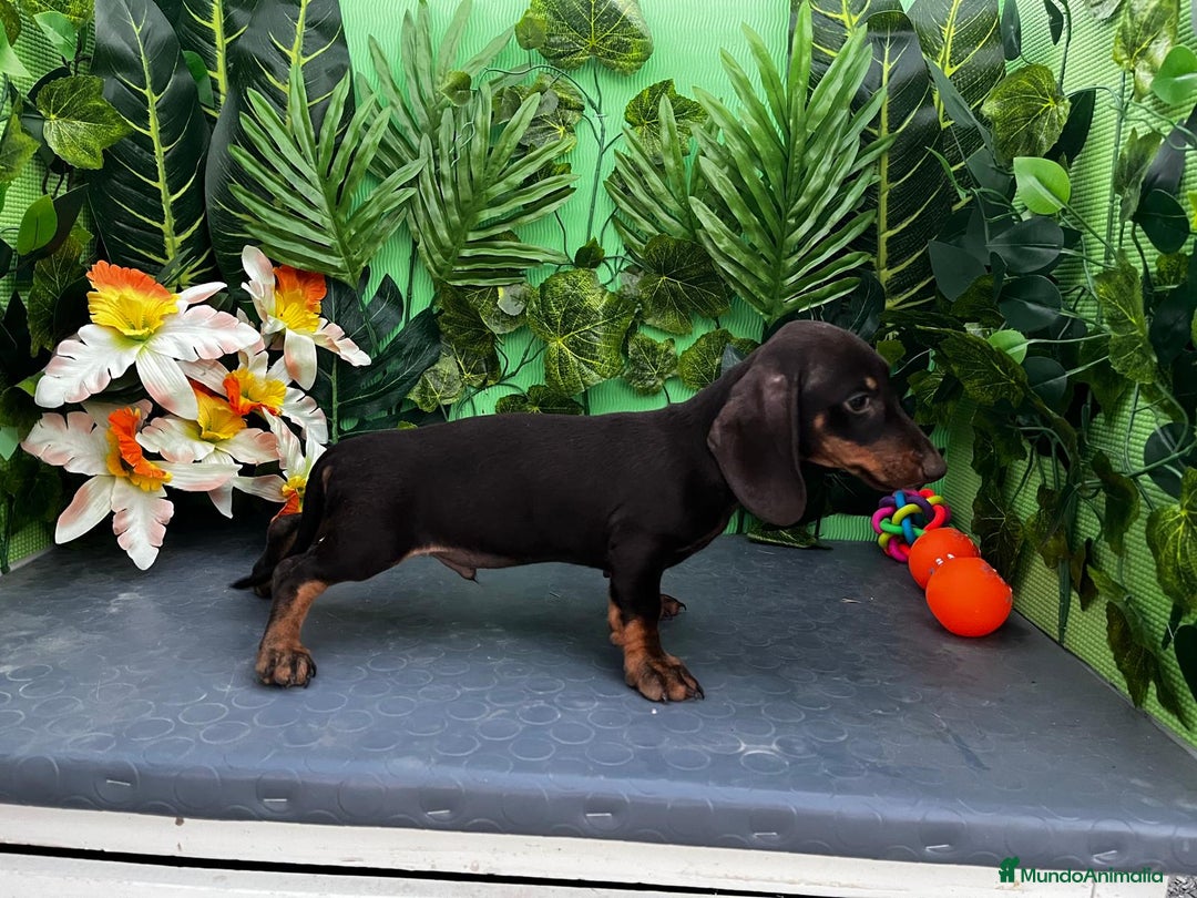 Teckel Miniatura perros en venta: 🐶🌭 ¡Cachorros Teckel en busca de hogar! 🐶🌭 - Imagen 4