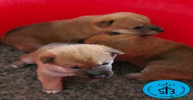 Shiba Inu perros - Anuncio 9