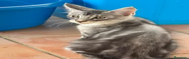 Maine Coon Gatito 2