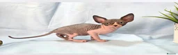 Sphynx gatos en venta: Gatita sphinx  - Anuncio 1