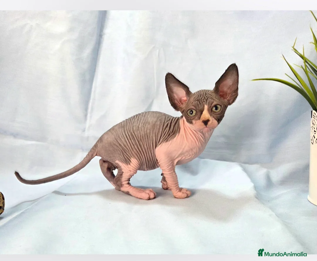 Sphynx gatos en venta: Gatita sphinx  - Anuncio 1