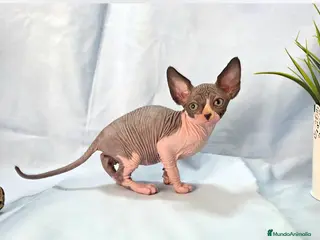 Sphynx gatos Gatita sphinx - Anuncio 4