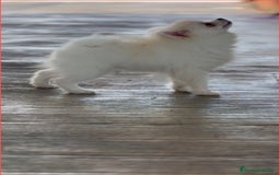 Pomerania perros en venta: 🐾 Frosty – Pomerania blanco mini toy ❄️✨ - Imagen 1