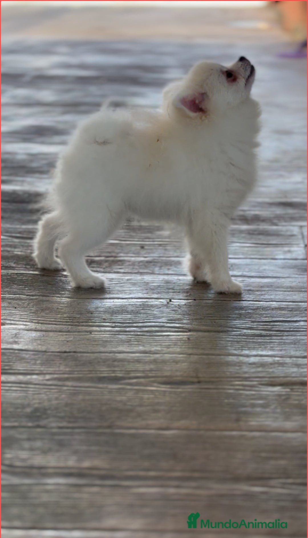 Pomerania perros en venta: 🐾 Frosty – Pomerania blanco mini toy ❄️✨ - Imagen 1