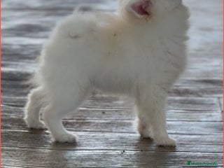 Pomerania perros - Anuncio 3