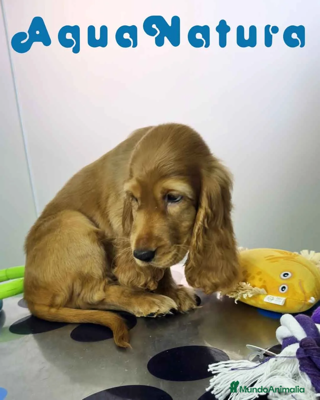 Cocker Spaniel Inglés perros en venta: Cocker Spaniel Macho - Anuncio 2