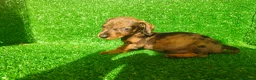 Teckel Miniatura perros en venta: Teckel miniatura  - Anuncio 10