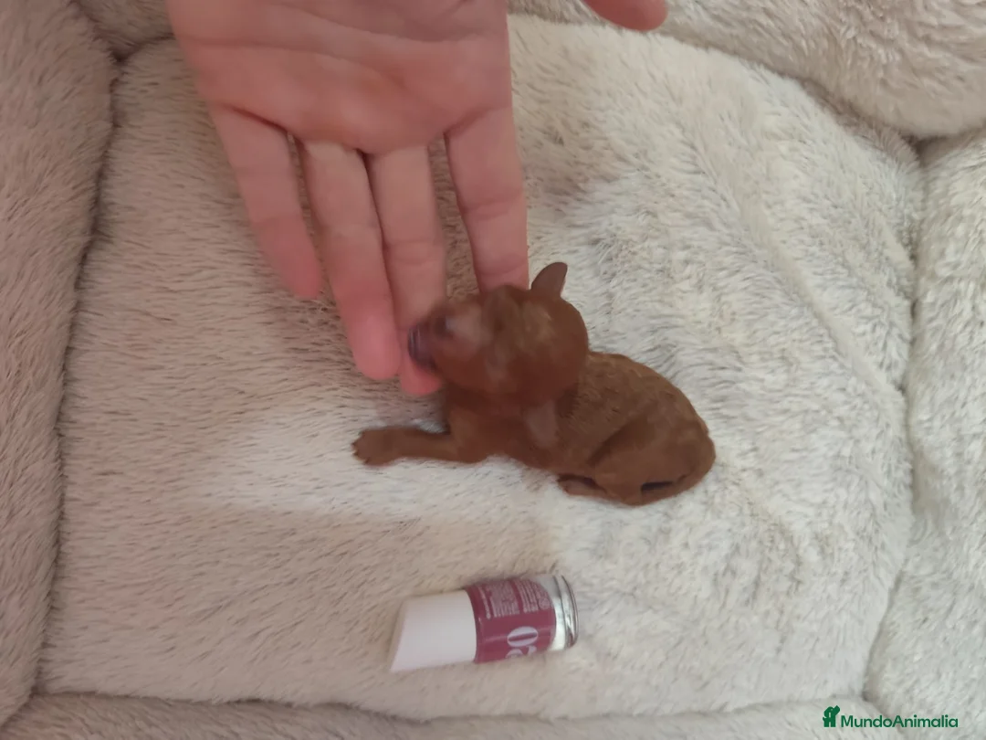 Caniche Toy perros en venta: Caniche tácita de te  - Anuncio 10