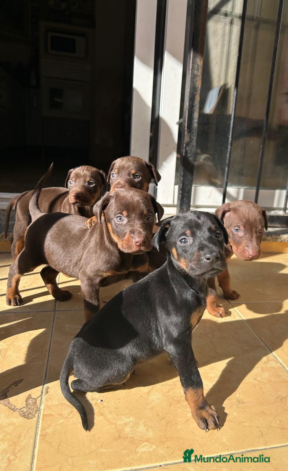 Dobermann perros Doberman  - Anuncio 1