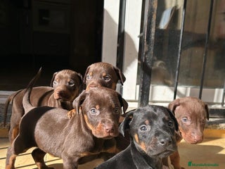 Dobermann perros Doberman - Anuncio 4