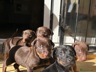 Dobermann perros Doberman - Anuncio 32