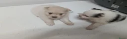 Pomerania perros en venta: Preciosos lulú de pomerania - Anuncio 2