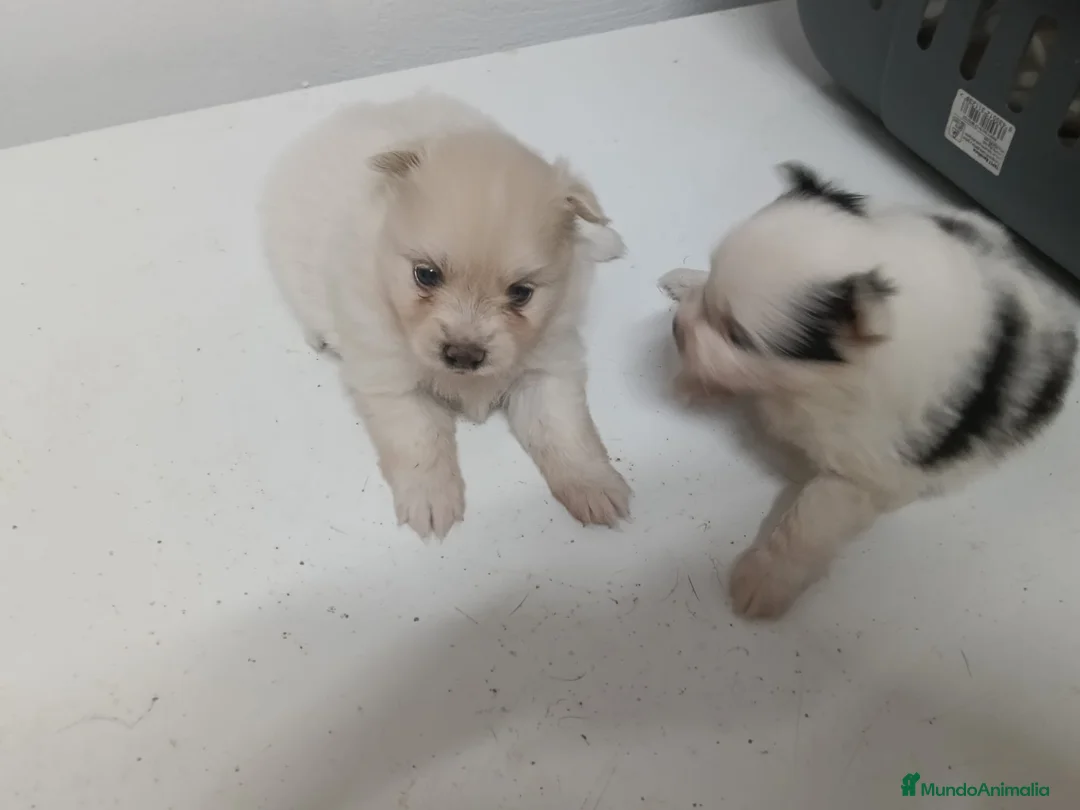 Pomerania perros en venta: Preciosos lulú de pomerania - Anuncio 2