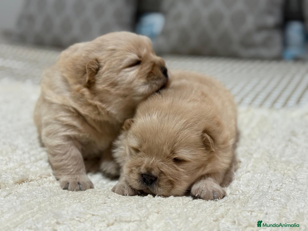 Chow Chow perros en venta: Chow chow preciosos cachorros peluditos  - Anuncio 2