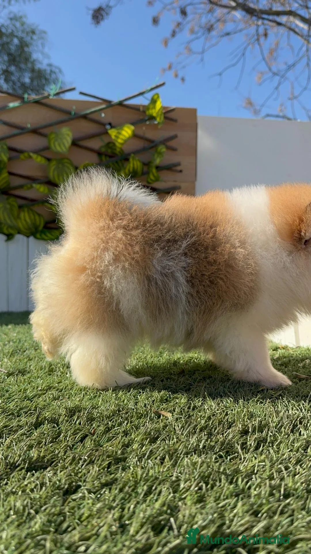 Pomerania perros en venta: POMERANIA HEMBRA - Anuncio 17