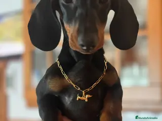 Teckel perros TECKEL KANINCHEN - TECKEL DEL PALMERAL - Anuncio 2