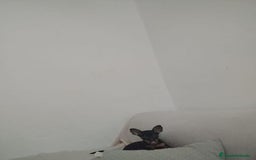 Pinscher Miniatura perros en venta: PINCHER MINIATURA OPORTUNIDAD  - Imagen 1