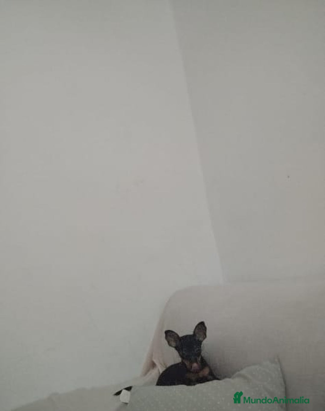 Pinscher Miniatura perros en venta: PINCHER MINIATURA OPORTUNIDAD  - Imagen 1