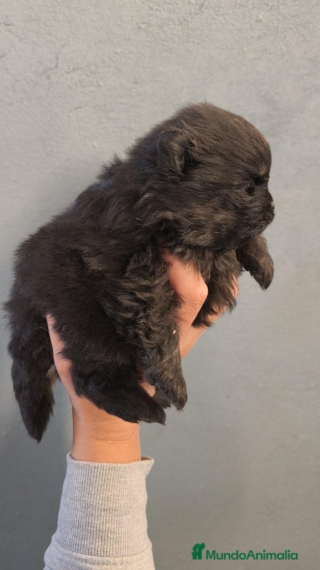 Pomerania perros en venta: Lulú Pomerania hembra  - Anuncio 7
