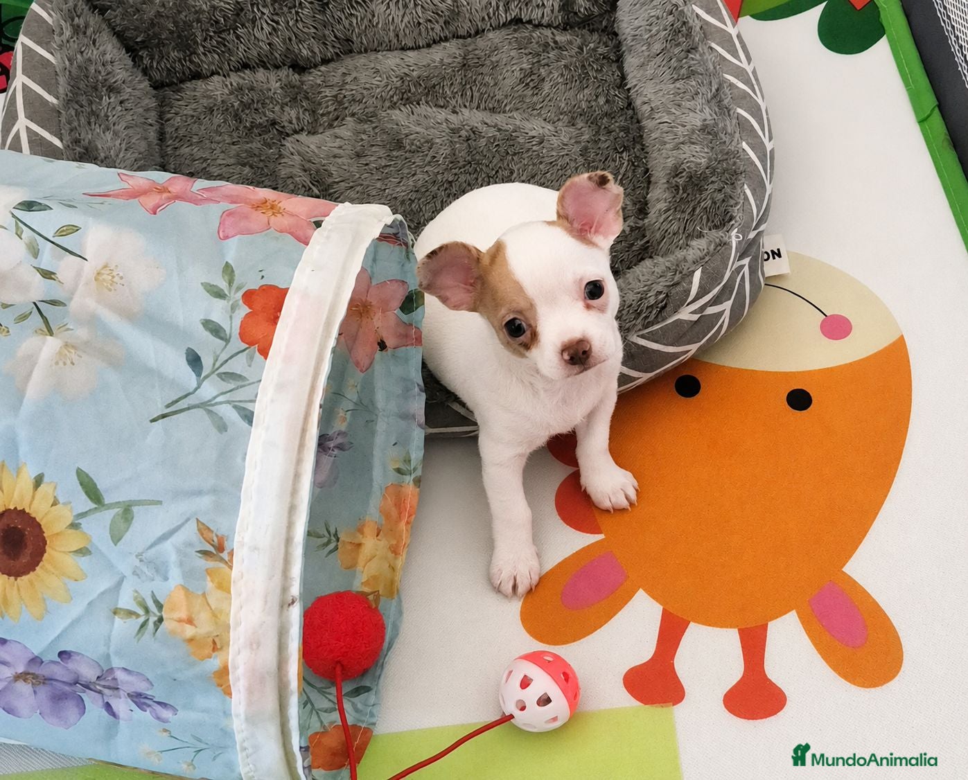 Chihuahua perros Preciosa camada de chihuahuas exoticos🐾💙💖 - Anuncio 40