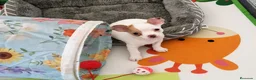 Chihuahua perros en venta: Preciosa camada de chihuahuas exoticos🐾💙💖 - Anuncio 7