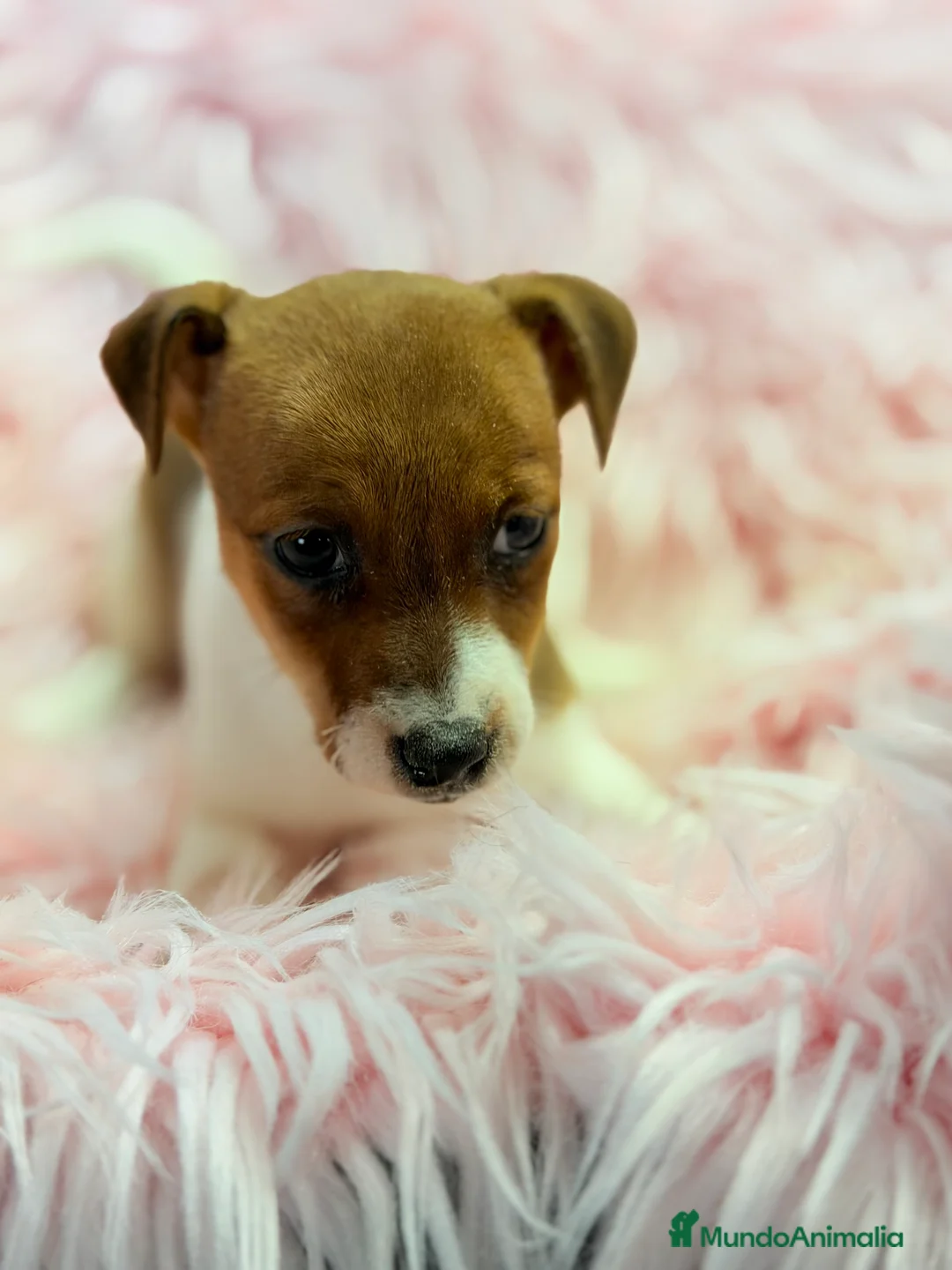 Jack Russell Terrier perros en venta: Jack Russell bicolor  - Anuncio 5