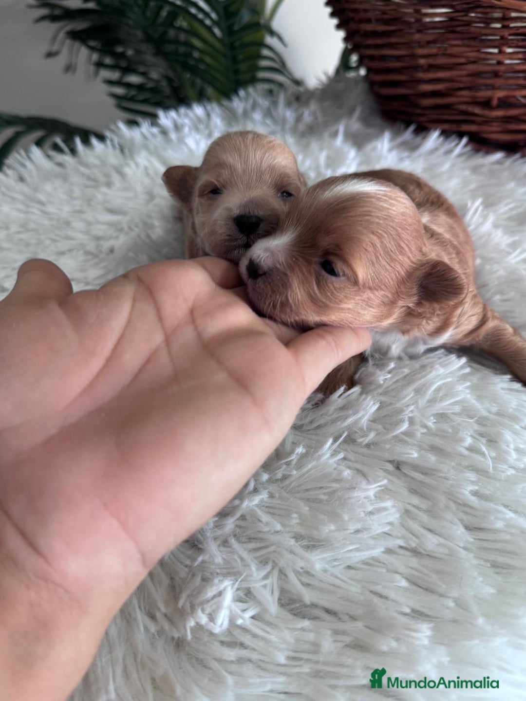 Maltipoo perros en venta: MALTIPOO MACHOS - Imagen 4