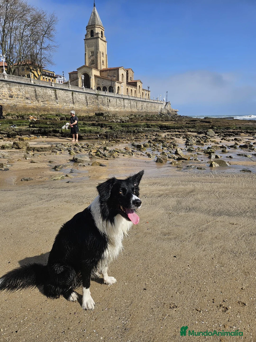 Border Collie perros para monta: Macho para monta - Anuncio 2