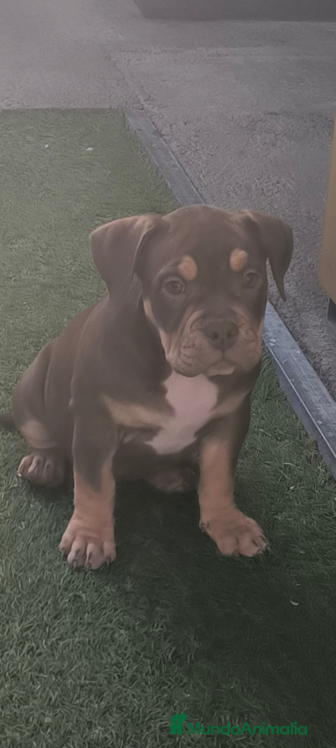 American Bully perros en venta: american bully - Anuncio 2