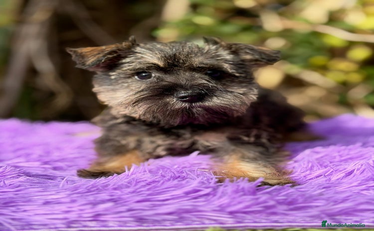 Schnauzer Miniatura perros SCHNAUZER mini  - Anuncio 1