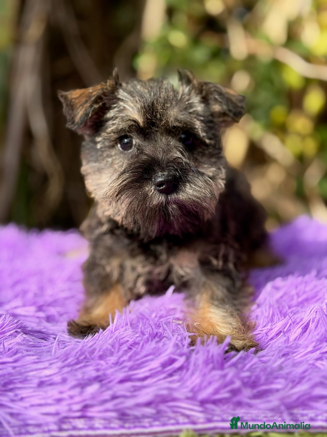 Schnauzer Miniatura perros en venta: SCHNAUZER mini  - Anuncio 1