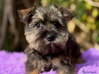 Schnauzer Miniatura perros SCHNAUZER mini - Anuncio 1