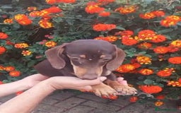 Teckel Miniatura perros en venta: Cachorro miniatura chocolate - Anuncio 3