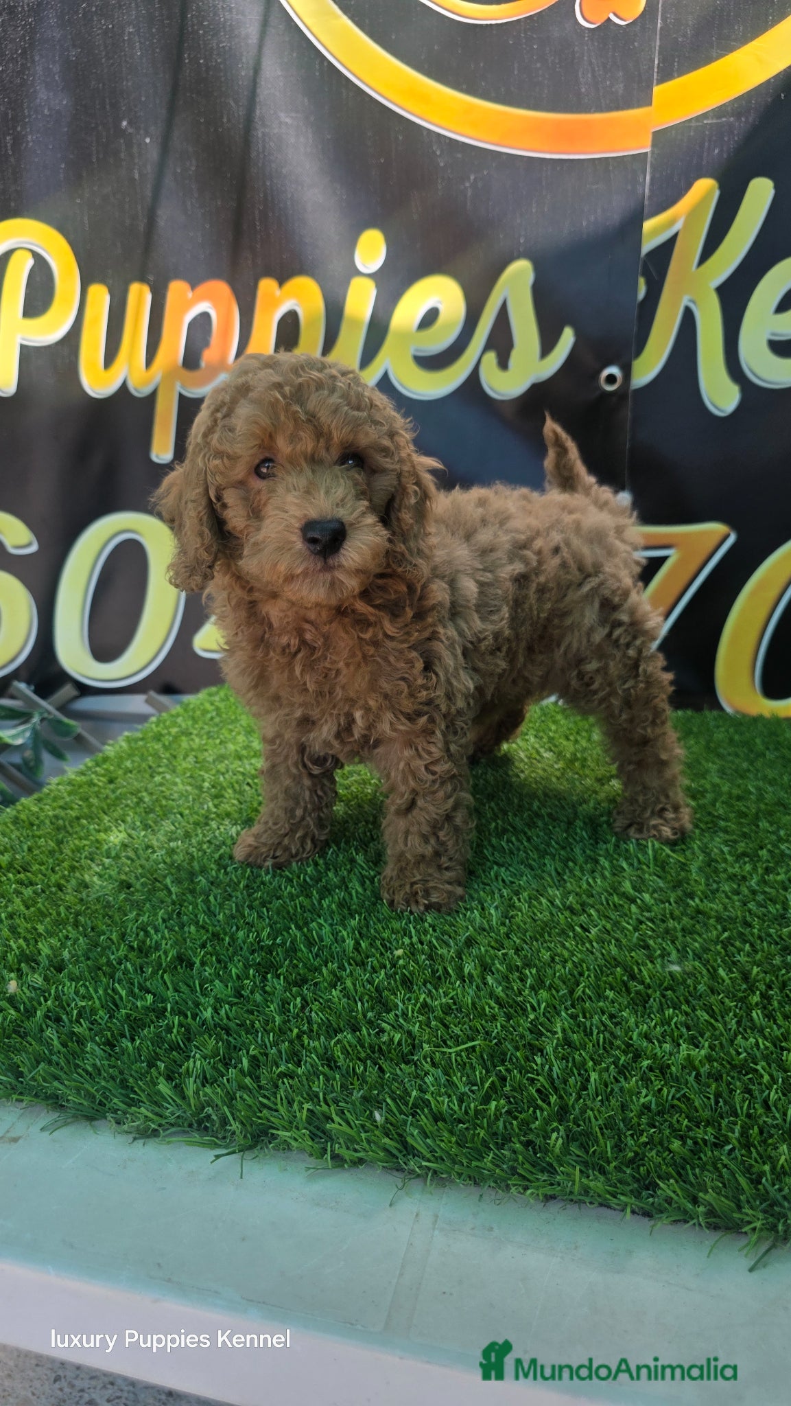 Caniche Enano perros Caniches toy / enanos  - Anuncio 5