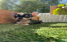Chihuahua perros en venta: CHIHUAHUA HEMBRA - Imagen 2